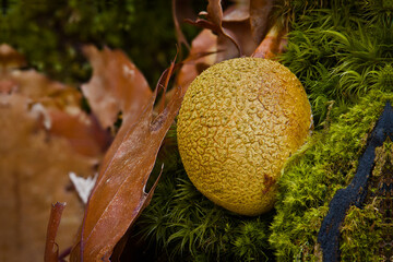 Olsztyński las miejski. Grzybek we mchu. © Andrzej