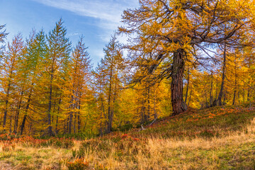 Fototapeta premium autumnal mountain landscape inside the Alpe Devero, Val D'Ossola, Verbania, Italia