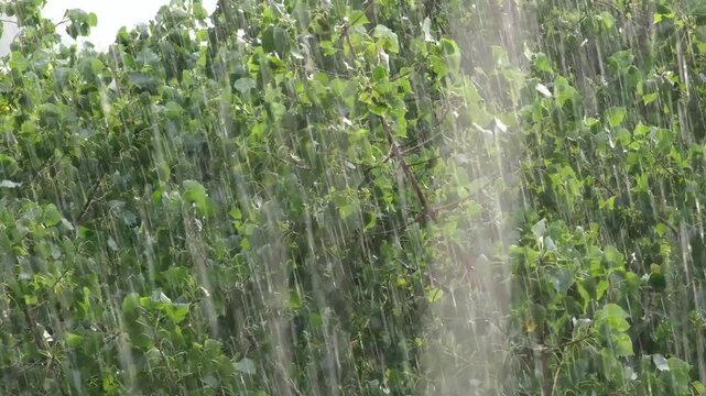 Strong summer rain against green tree foliage close up