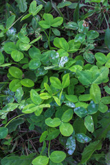 Green background with three-leaved clovers. St. Patrick's day holiday symbol.