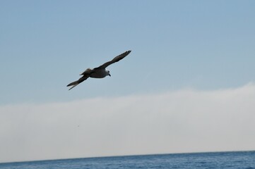 Seagull heading out to sea in Iceland
