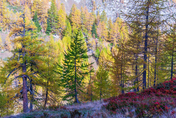  autumnal mountain landscape inside the Alpe Devero, Val D'Ossola, Verbania, Italia