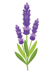 Obraz premium A digital illustration of lavender flowers with green leaves on a white background.