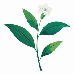 A simple illustration of a white flower with green leaves on a plain background.