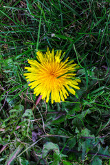 Green field with yellow dandelion. Close-up of yellow spring flower in the green grass.