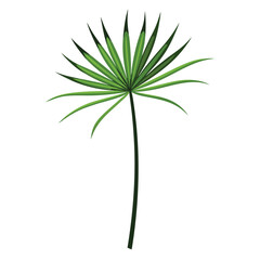 A stylized illustration of a green palm-like plant with elongated leaves.