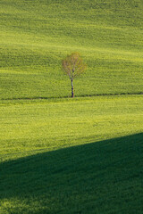 Obraz premium paesaggio in val d'Orcia, Toscana