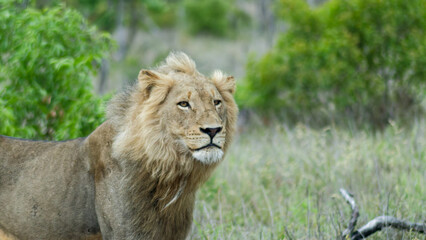 Africa's Heartbeat: The Lion in All Its Majestic Splendor