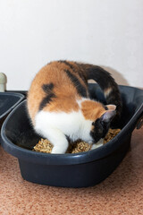 A delightful calico cat is comfortably sitting in a black litter box