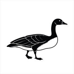 duck isolated on white background