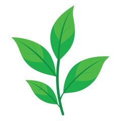 A simple illustration of green leaves on a white background.