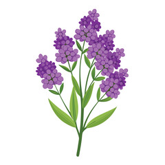 Obraz premium A vibrant illustration of purple flowers with green leaves on a white background.