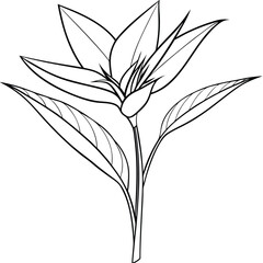 A detailed line drawing of a tropical plant with elongated leaves and unique flower structure.