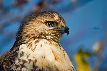 Red-tailed hawk in profile