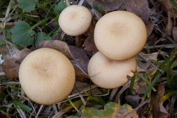 fungoGroup of Four Waxy Laccaria Mushrooms or Fungi, Laccaria laccata, aka The Deceiver , Sardinia, Italy.