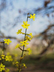 yellow flowers on blue sky background