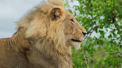 Wild & Free: Lion in the African Wilderness