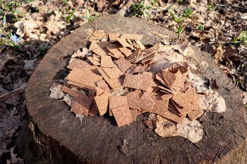 Cookies on a tree stump in a forest.
