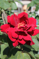 Flore rosa roja