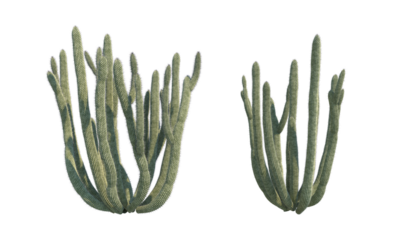 Organ Pipe Cactus front view png alpha channel