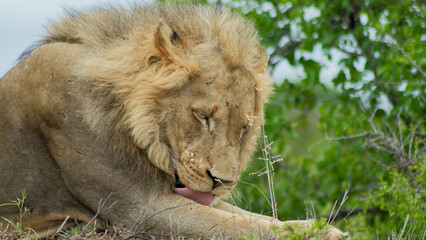 Wild & Free: Lion in the African Wilderness