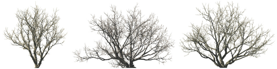 dry mossy leafless swamp populus tree frontal set  isolated premium vector image on a transparent background, black shapes