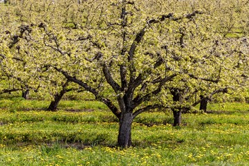 Fototapeta premium USA, Oregon, Hood River springtime and blooming apple trees in orchard