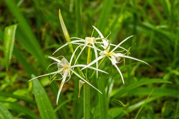 USA, Louisiana, Tensas National Wildlife Refuge. Swamp spider lily flowers.