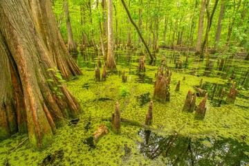 USA, Louisiana, Tensas National Wildlife Refuge. Cypress tree swamp.