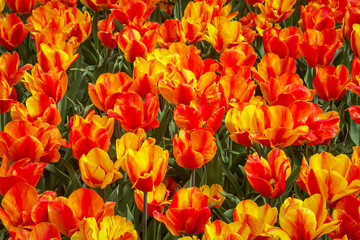 A field of red and yellow Dutch tulips in south holland in The Netherlands in the spring.