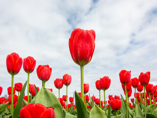 A field of red Dutch tulips in south holland in The Netherlands in the spring.