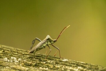 USA, Louisiana, Acadiana Park Nature Station. Assassin bug close-up.