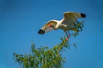 USA, Louisiana, Evangeline Parish. White ibis bird in tree.
