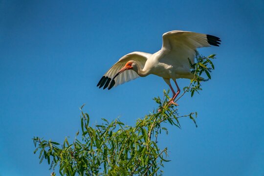 USA, Louisiana, Evangeline Parish. White ibis bird in tree.