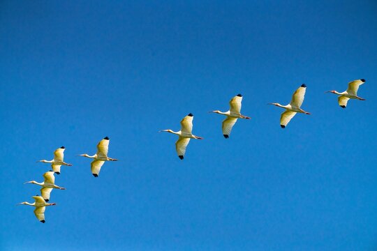 USA, Louisiana, Evangeline Parish. White ibis birds in flight.