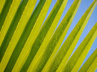 Close up of a palm leaf showing green patterns and lines of the plants foliage with a blue sky in background and water droplets on the leaves