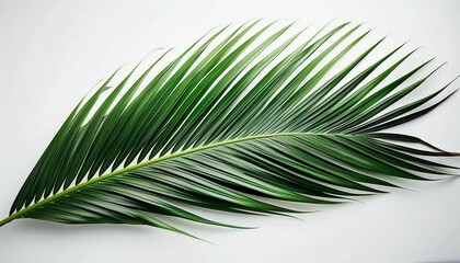Fototapeta premium green palm leaf