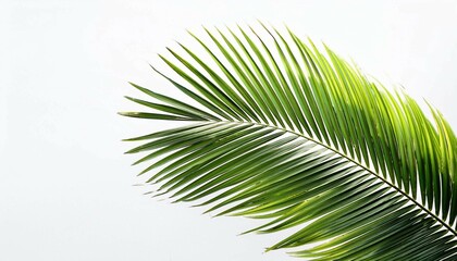 Fototapeta premium palm tree leaves