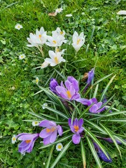 Krokus lila und lila 
