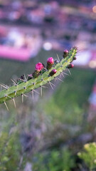 pink flowers in the garden