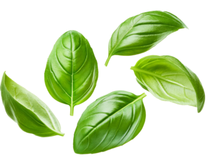 falling basil leaves isolated on white background, cut out