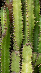 cactus close up