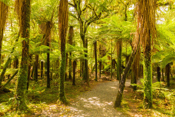 Fern walk at Haast Pass, New Zealand