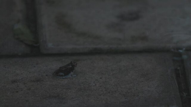 litlle frog
