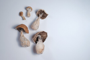 Bunch of dried mushrooms lies on white background. Dry psilocybin psychedelic magic mushrooms Golden Teacher. Top view, flat lay, close up. Alternative medicine usage