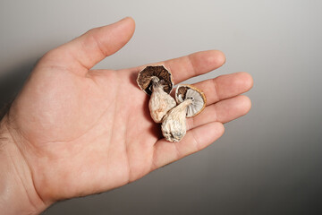 Psilocybin psychedelic mushrooms in man's hand on brown background. Psychotropic magic shrooms Golden Teacher. Medical recreational usage in alternative therapy. Micro-dosing concept