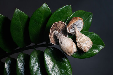 Psilocybin psychedelic mushrooms in man's hand on Zamioculcas green leaf background. Psychotropic dry magic shrooms Golden Teacher. Medical recreational usage in alternative therapy, micro dosing
