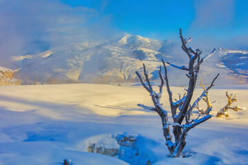 Mammoth Hot Springs in Yellowstone National Park