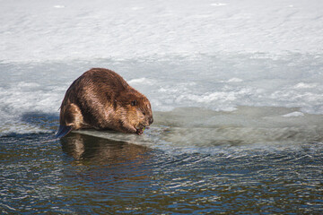 Fototapeta premium Yellowstone National Park, Yellowstone River