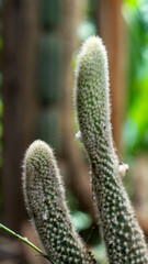 cactus close up